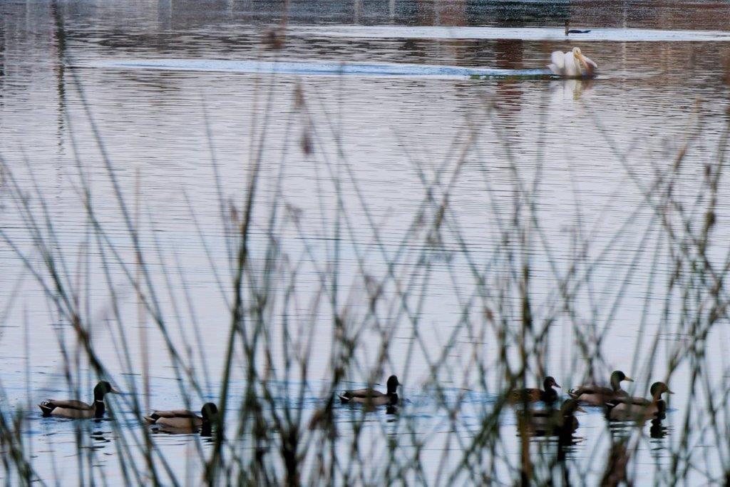 A group of ducks swimming in a lake

Description automatically generated