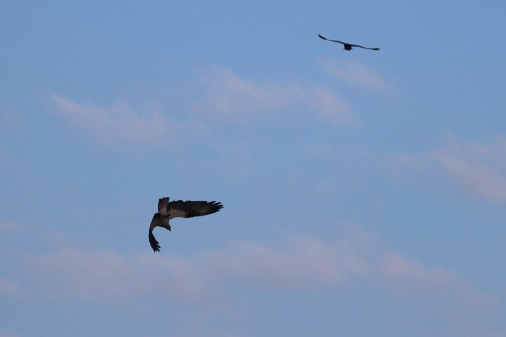 A bird flying in the sky

Description automatically generated