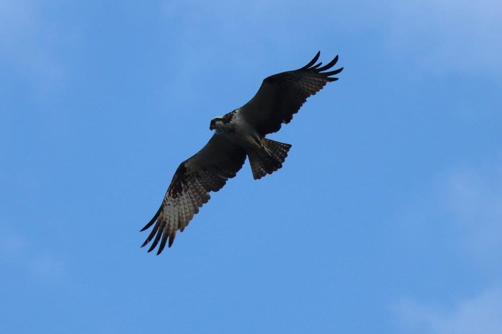 A bird flying in the sky

Description automatically generated