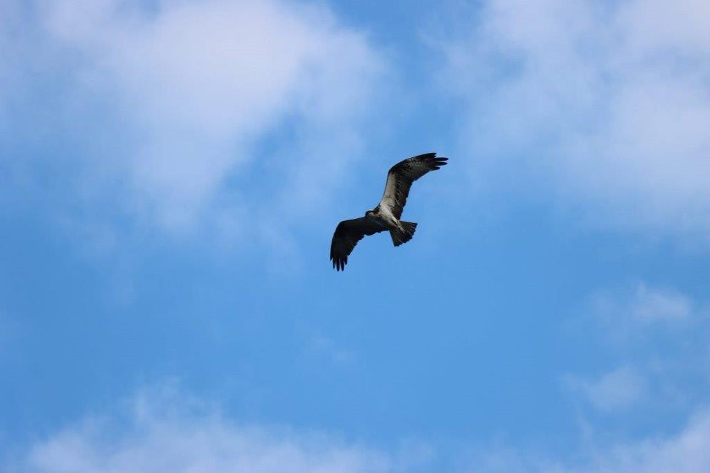 A bird flying in the sky

Description automatically generated