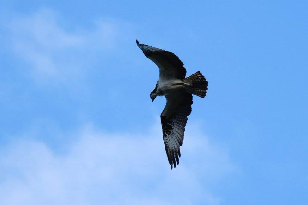 A bird flying in the sky

Description automatically generated