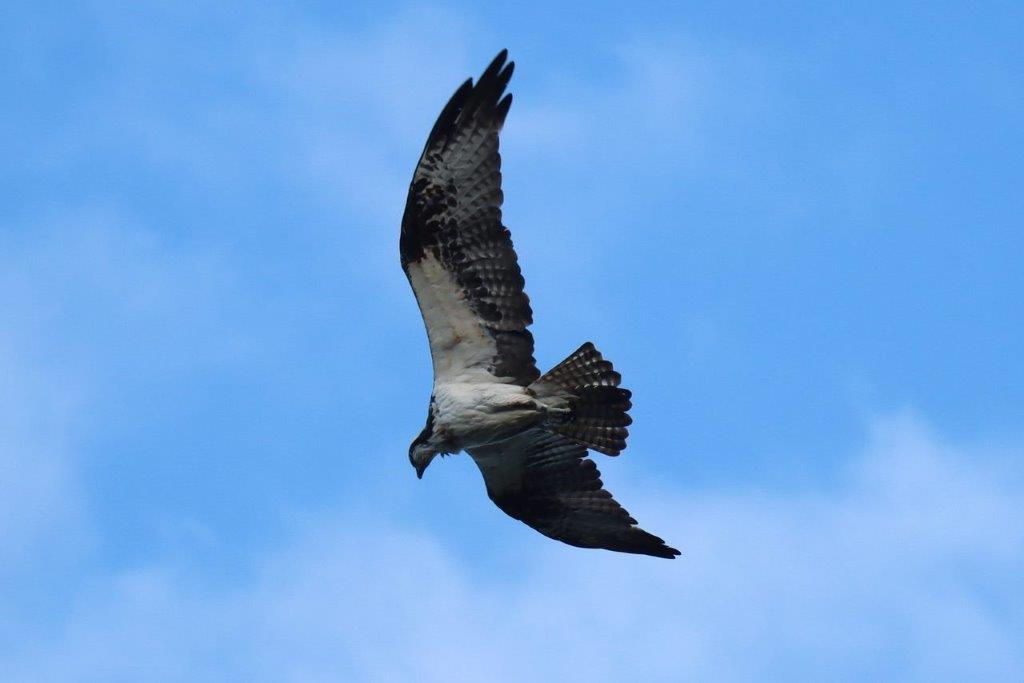 A bird flying in the sky

Description automatically generated