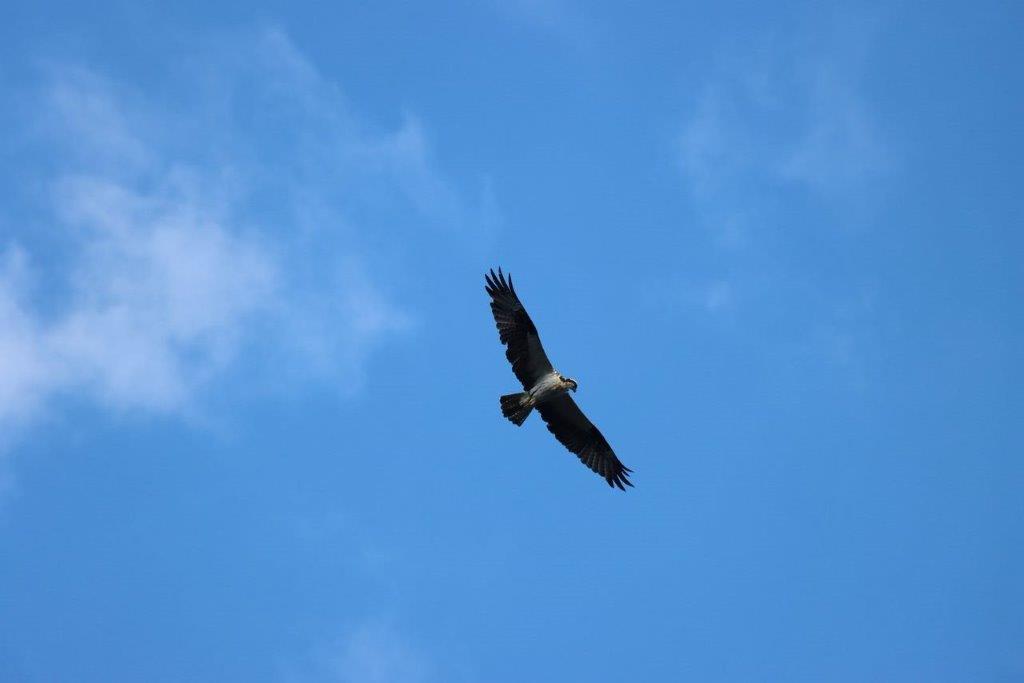 A bird flying in the sky

Description automatically generated