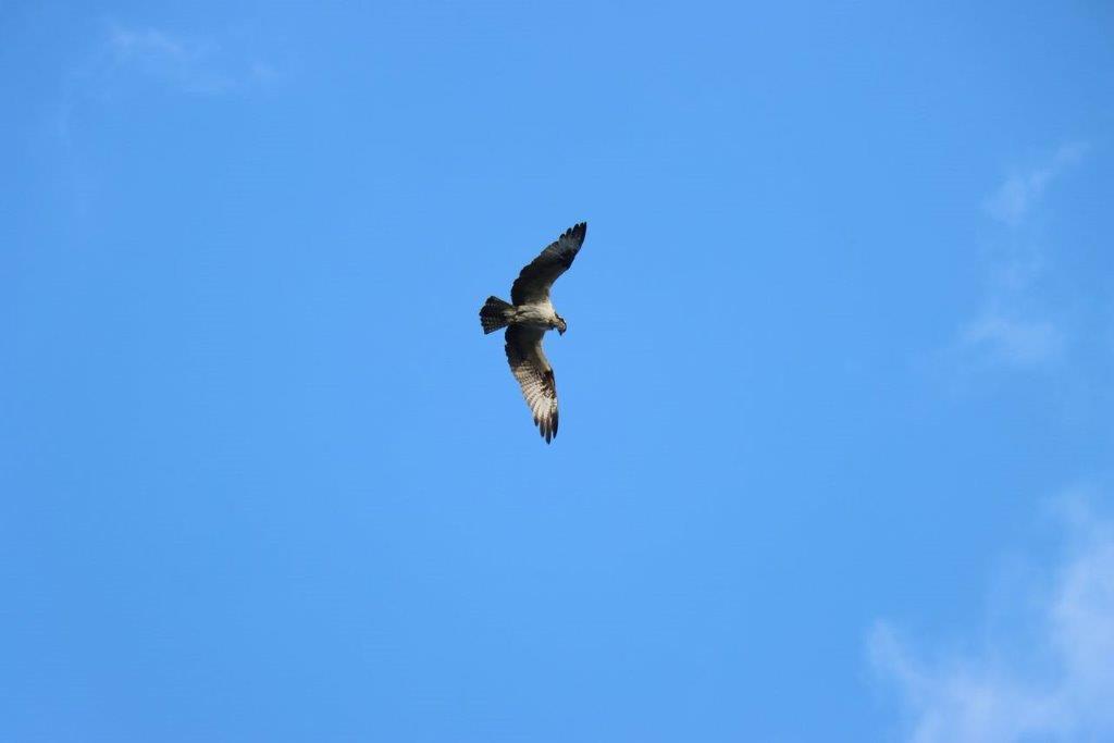 A bird flying in the sky

Description automatically generated