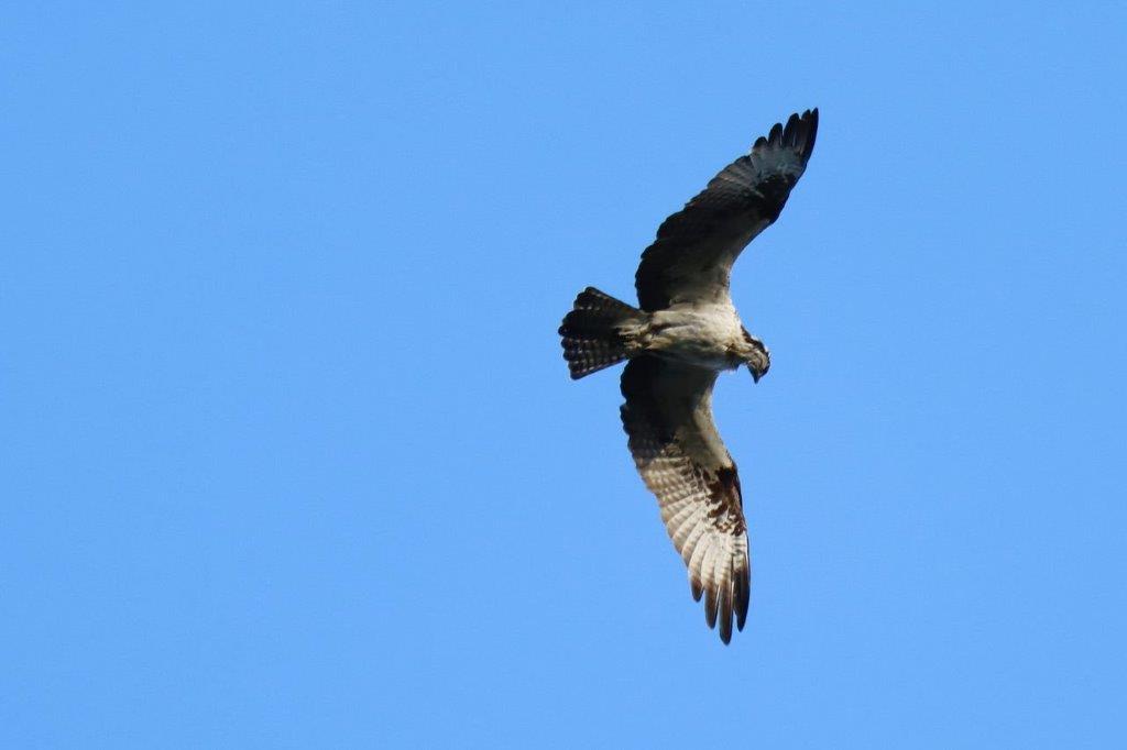 A bird flying in the sky

Description automatically generated