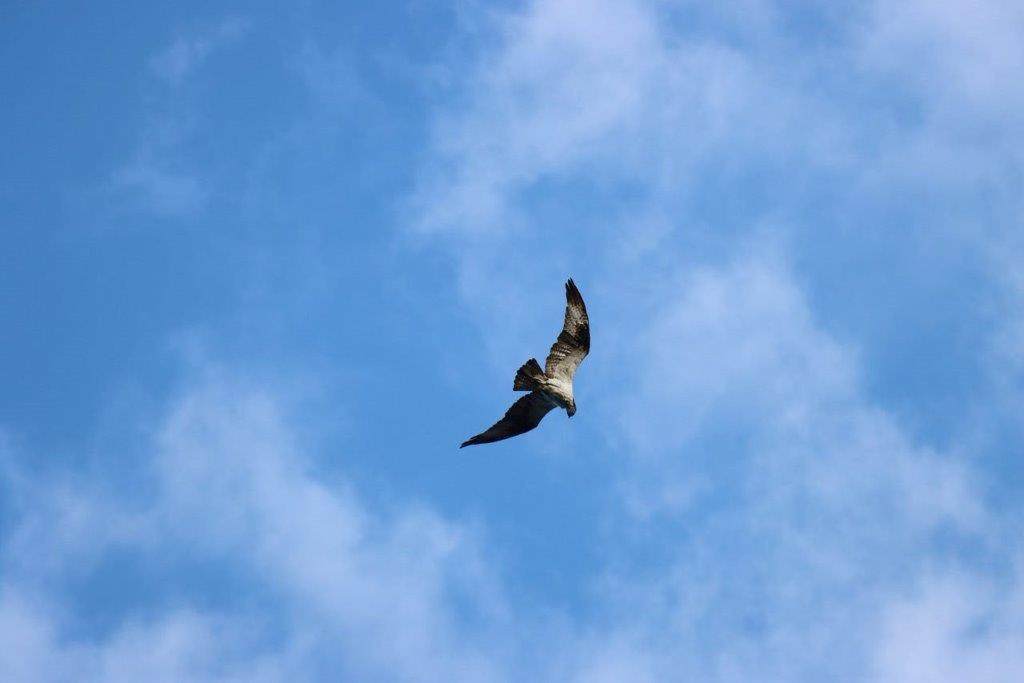 A bird flying in the sky

Description automatically generated