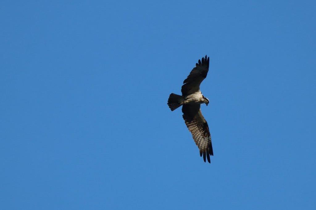 A bird flying in the sky

Description automatically generated