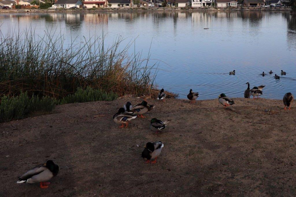 A group of ducks on the shore of a lake

Description automatically generated