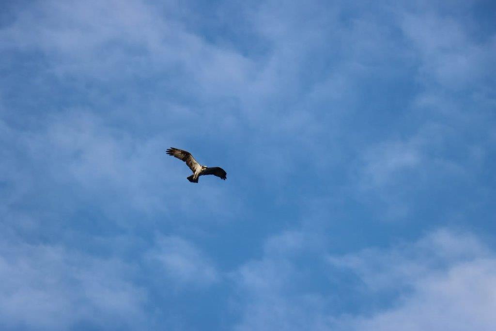 A bird flying in the sky

Description automatically generated