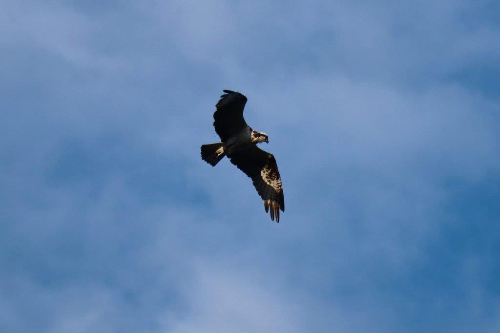 A bird flying in the sky

Description automatically generated
