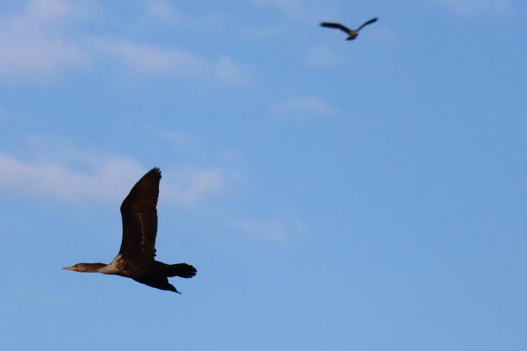 A bird flying in the sky

Description automatically generated