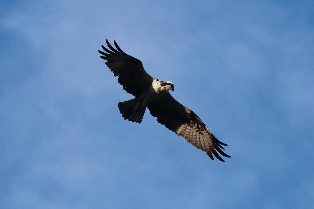 A bird flying in the sky

Description automatically generated