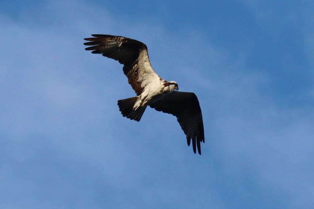 A bird flying in the sky

Description automatically generated