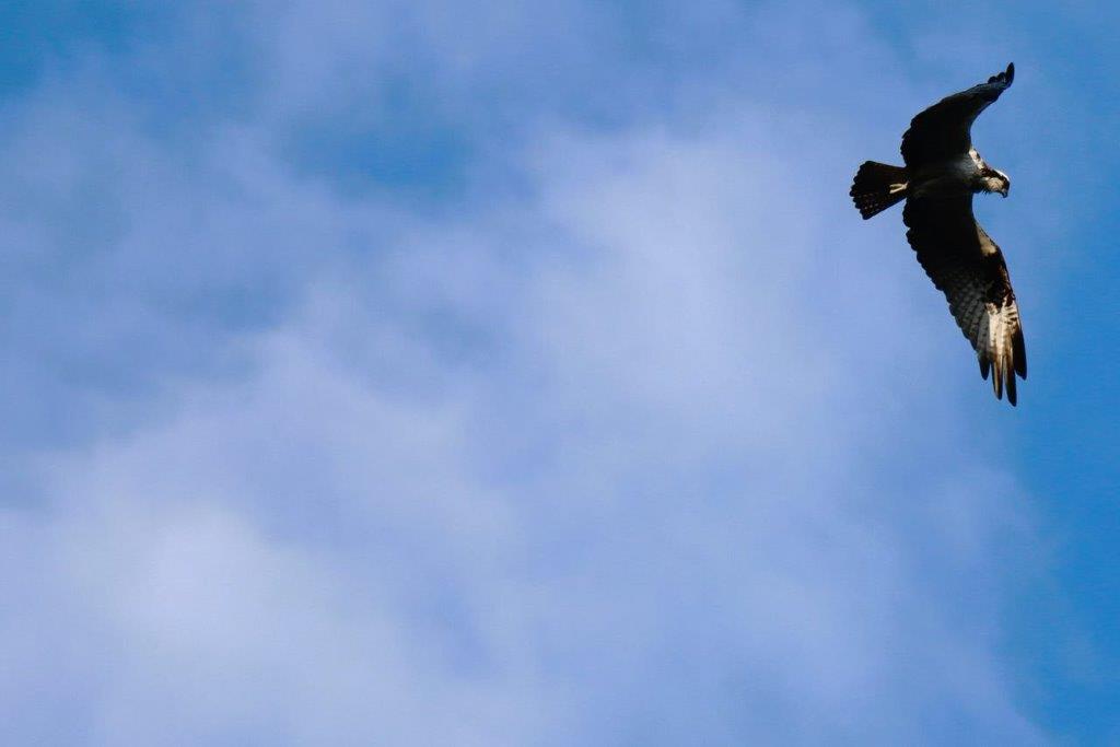 A bird flying in the sky

Description automatically generated