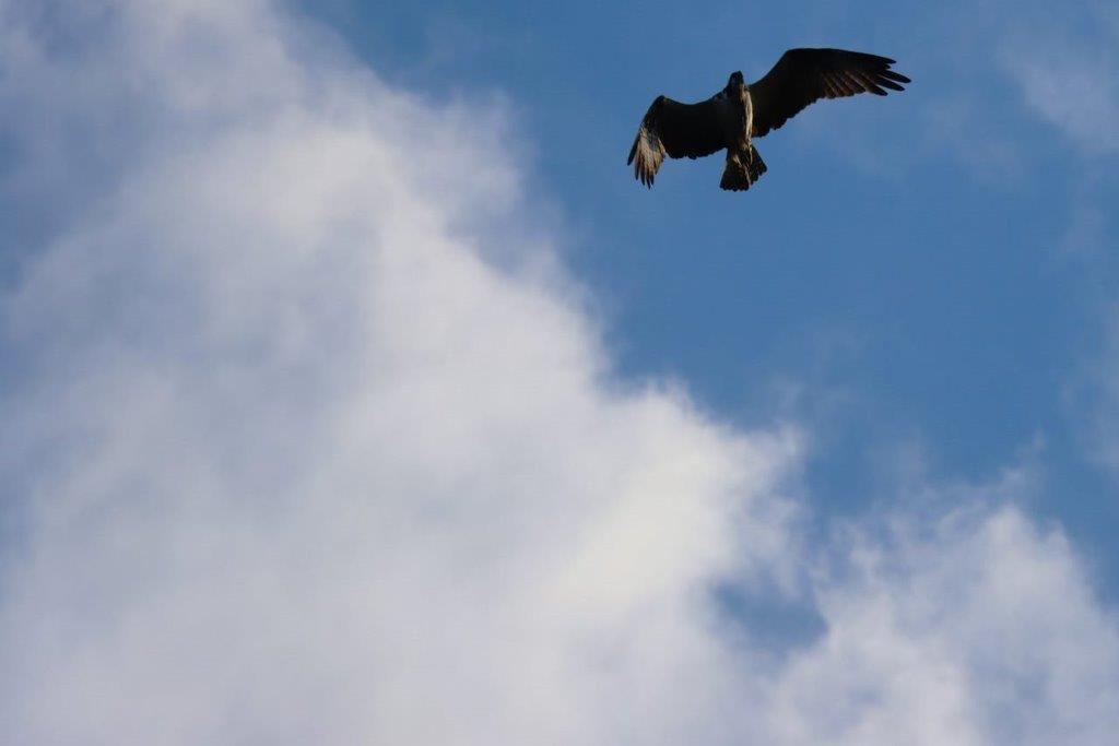 A bird flying in the sky

Description automatically generated