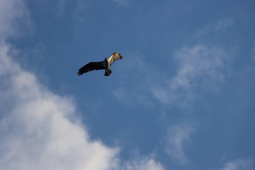 A bird flying in the sky

Description automatically generated