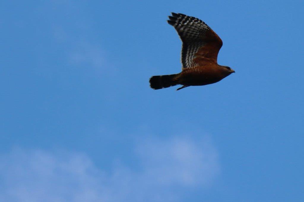 A bird flying in the sky

Description automatically generated