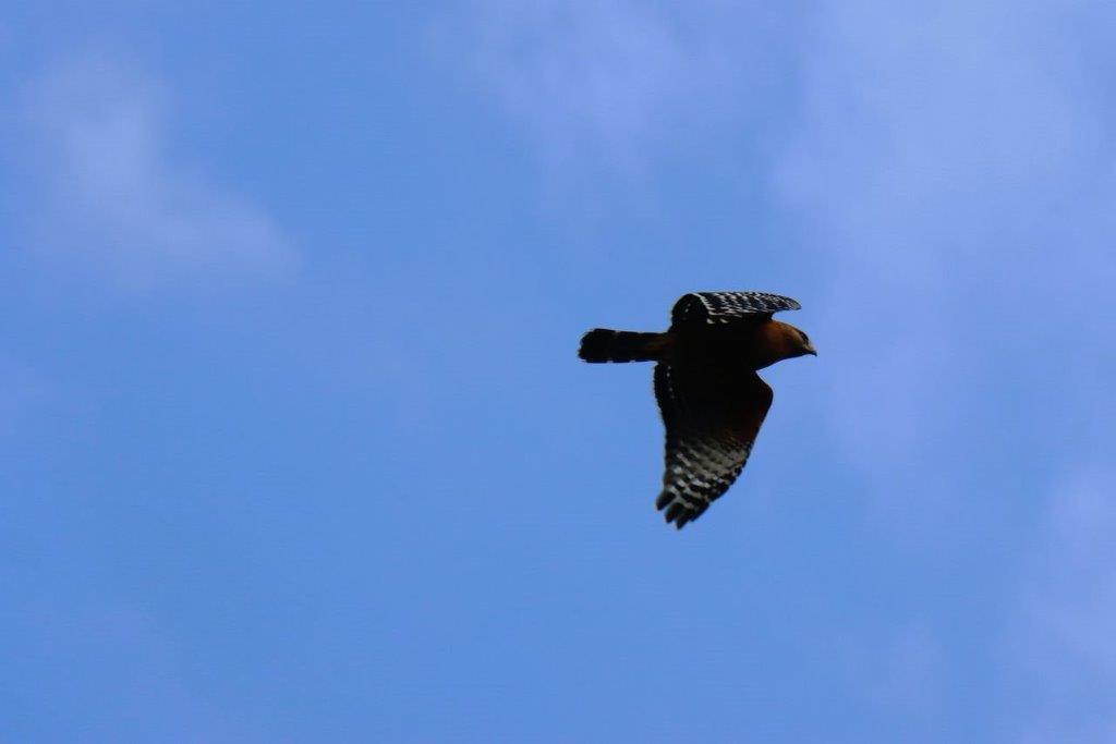 A bird flying in the sky

Description automatically generated