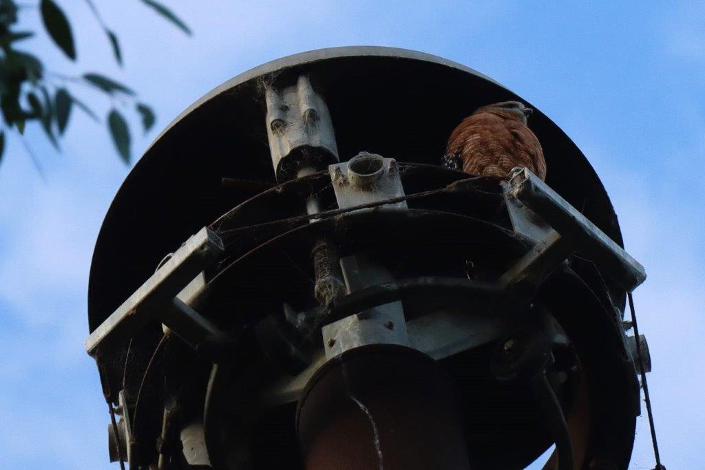A bird on a pole

Description automatically generated