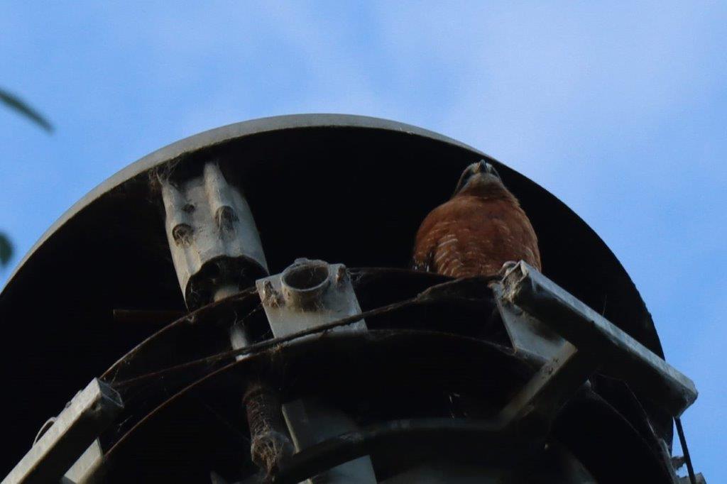 A bird on top of a tower

Description automatically generated