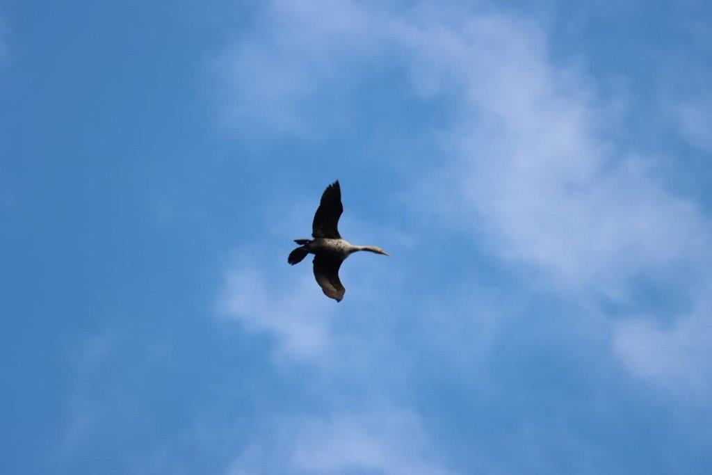 A bird flying in the sky

Description automatically generated