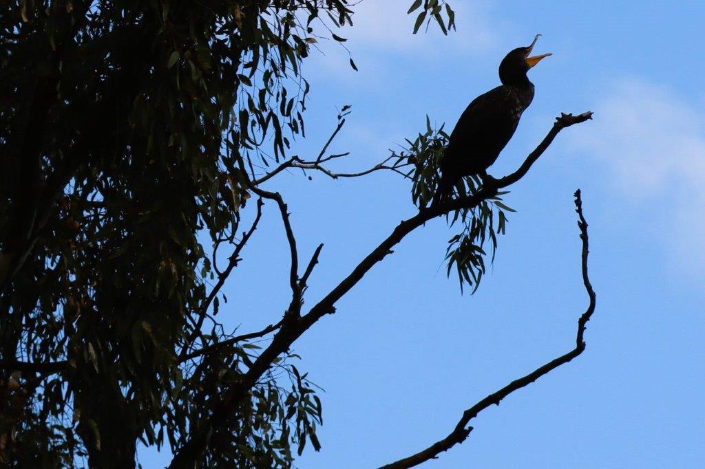 A bird sitting on a tree branch

Description automatically generated