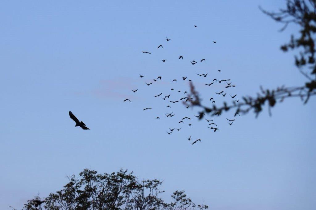 A flock of birds flying in the sky

Description automatically generated