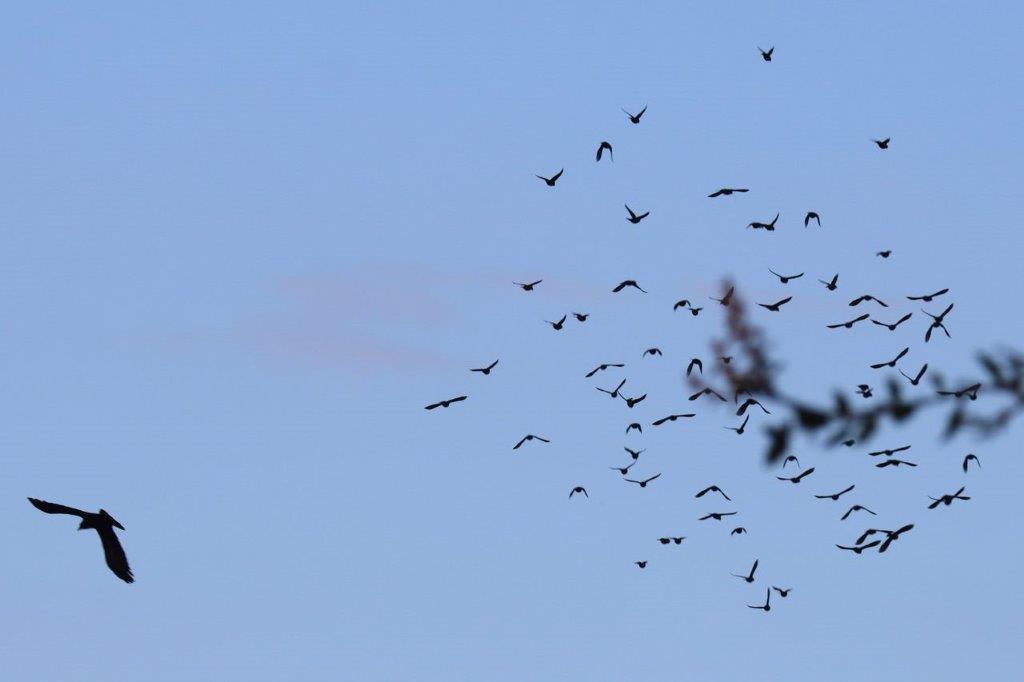 A flock of birds flying in the sky

Description automatically generated