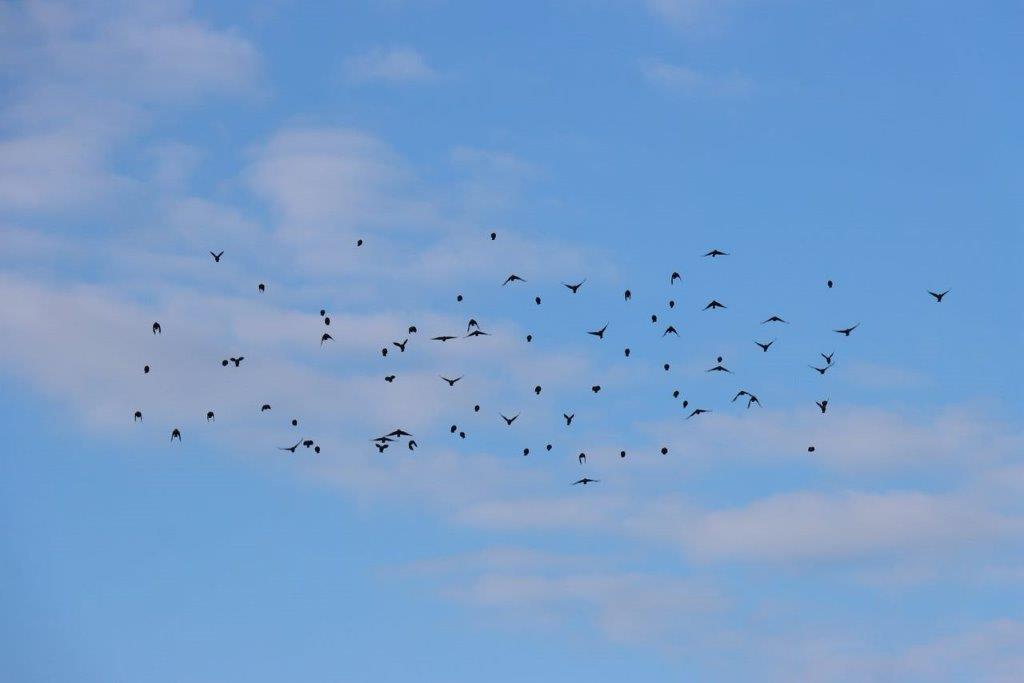 A flock of birds flying in the sky

Description automatically generated