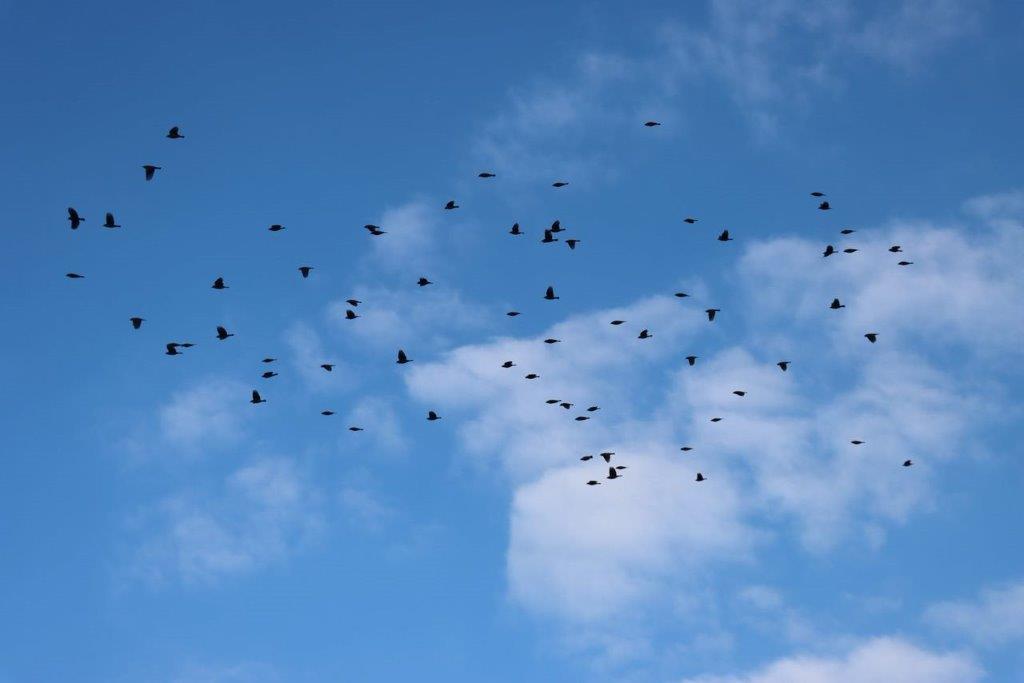 A flock of birds flying in the sky

Description automatically generated
