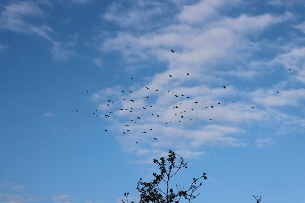 A flock of birds flying in the sky

Description automatically generated