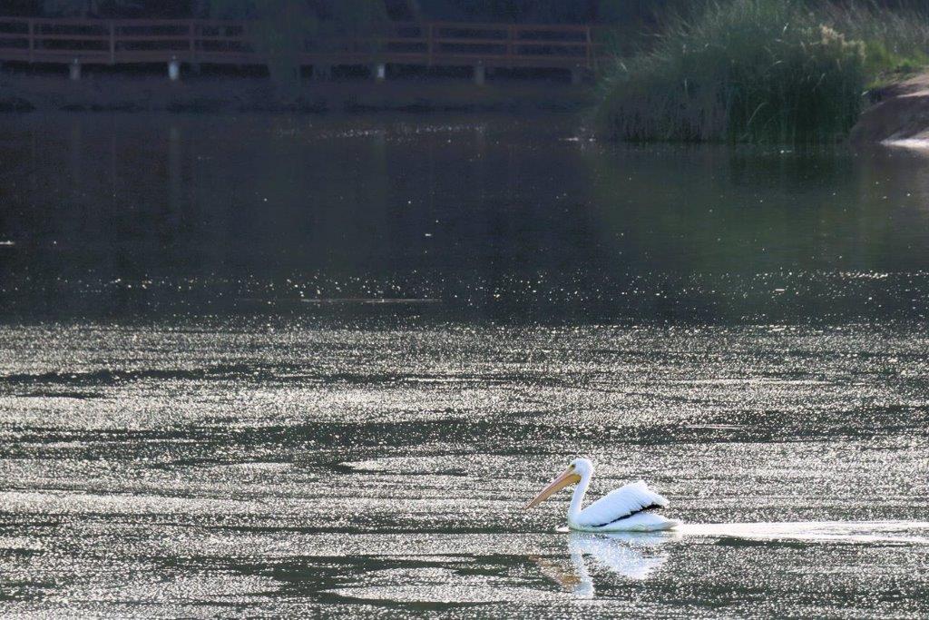 A pelican swimming in a lake

Description automatically generated