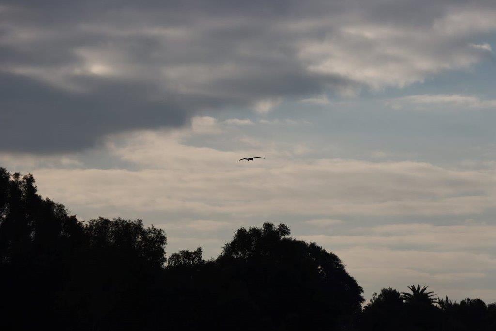 A bird flying in the sky

Description automatically generated