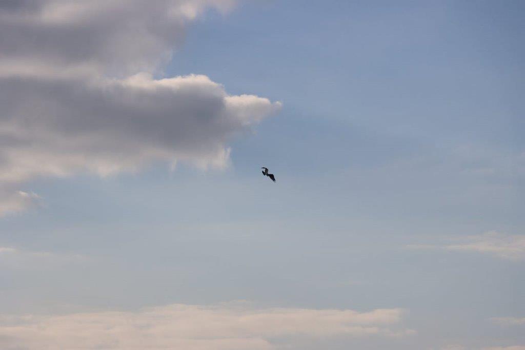 A bird flying in the sky

Description automatically generated