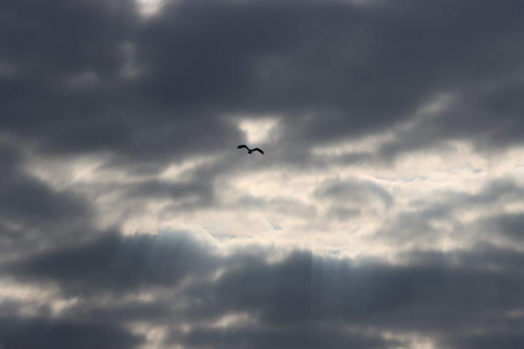 A bird flying in the sky

Description automatically generated