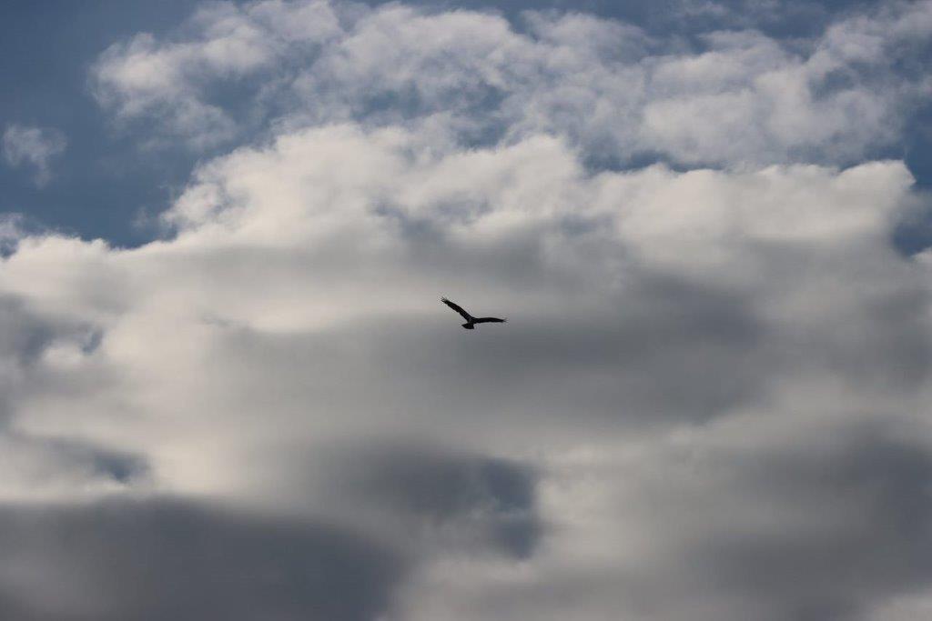 A bird flying in the sky

Description automatically generated