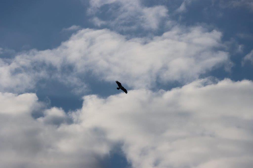 A bird flying in the sky

Description automatically generated
