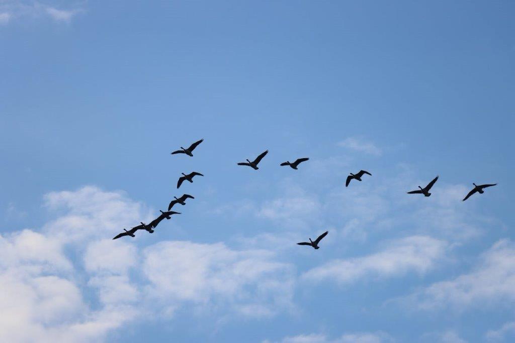 A flock of birds flying in the sky

Description automatically generated