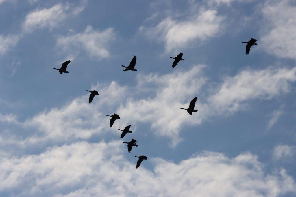 A flock of birds flying in the sky

Description automatically generated