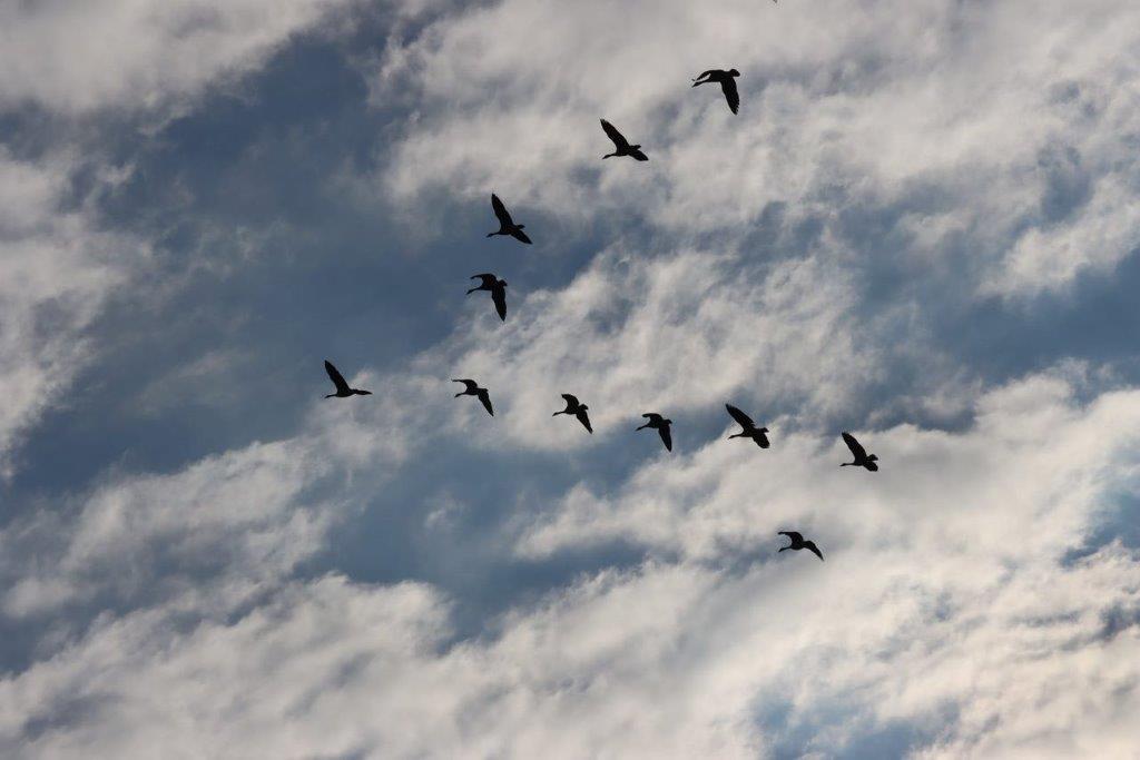 A flock of birds flying in the sky

Description automatically generated