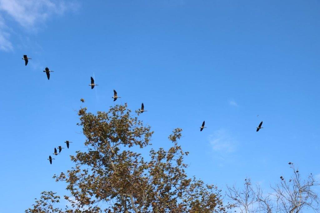Birds flying in the sky

Description automatically generated