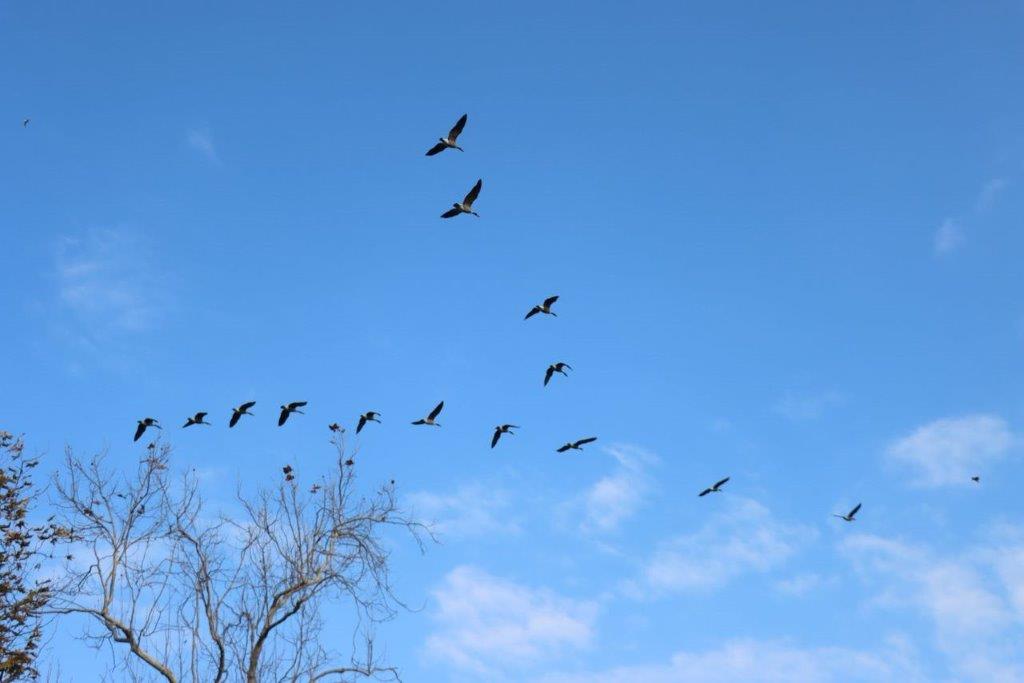 A flock of birds flying in the sky

Description automatically generated