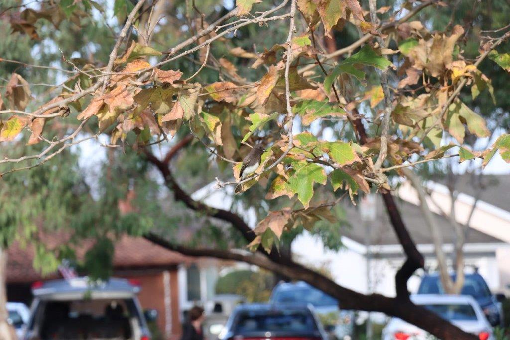 A tree branch with leaves

Description automatically generated