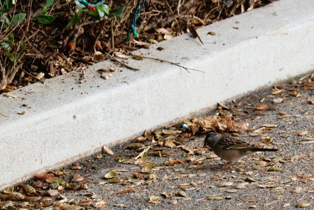 A bird standing on the side of a road

Description automatically generated