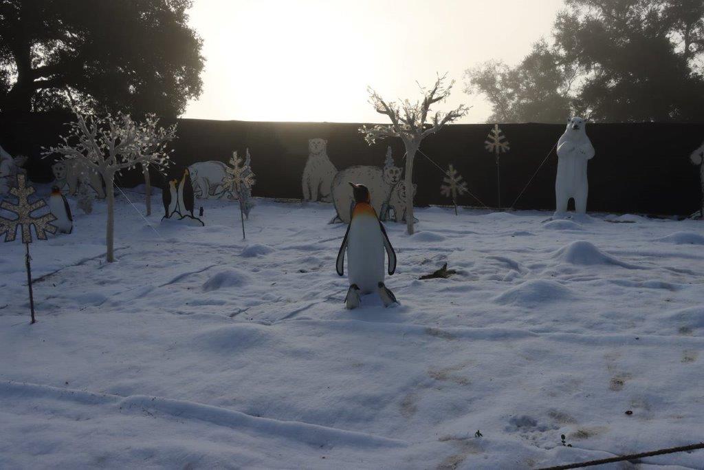 A penguin in the snow

Description automatically generated
