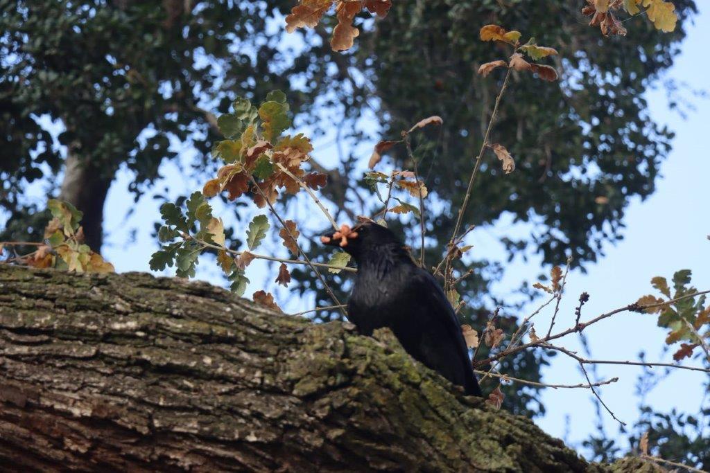 A bird on a tree branch

Description automatically generated