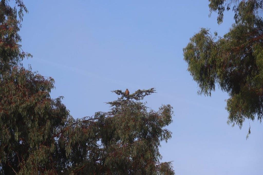 A bird perched on top of a tree

Description automatically generated