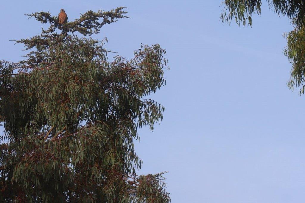 A bird perched on a tree

Description automatically generated