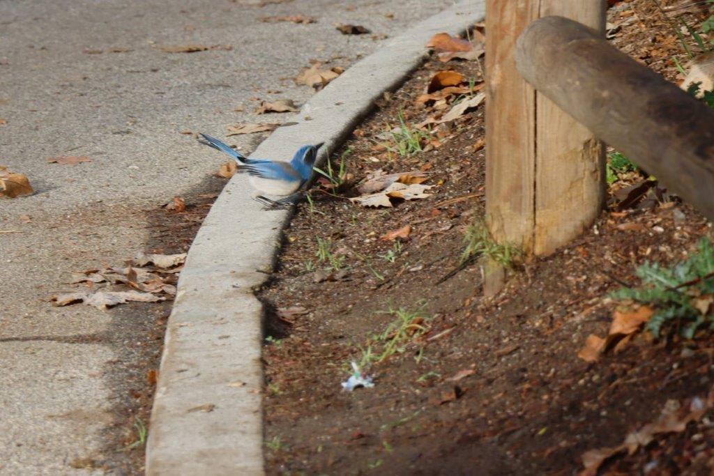 A bird on the side of the road

Description automatically generated