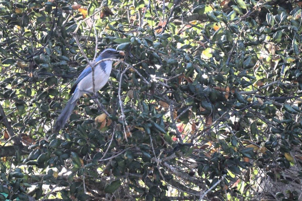 A bird sitting in a tree

Description automatically generated